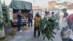 湖南桂东寨前镇粽叶飘香产业兴