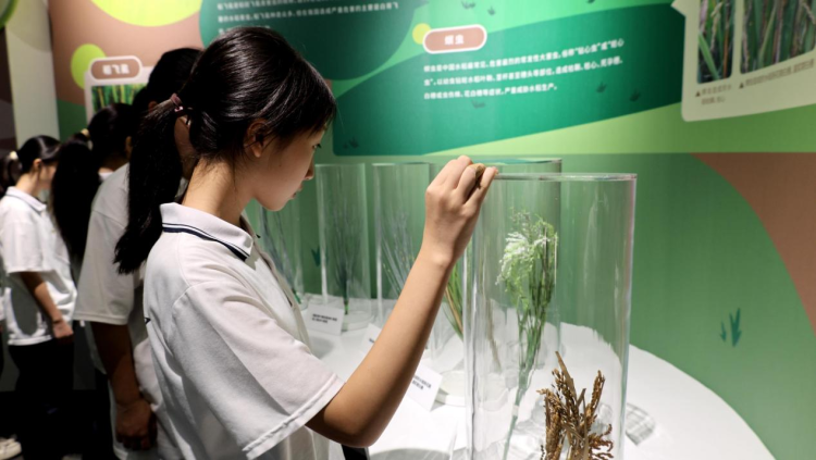 湖南衡阳县学子打卡粮食科技博览馆 引领爱粮节粮好风尚_fororder_1