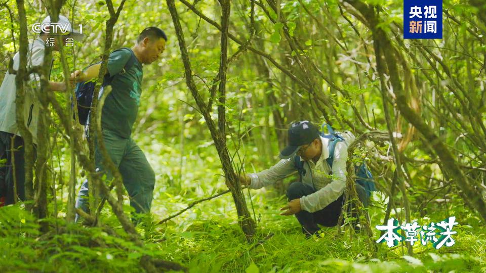 探秘中华本草前世今生 大型系列纪录片《本草流芳》开播