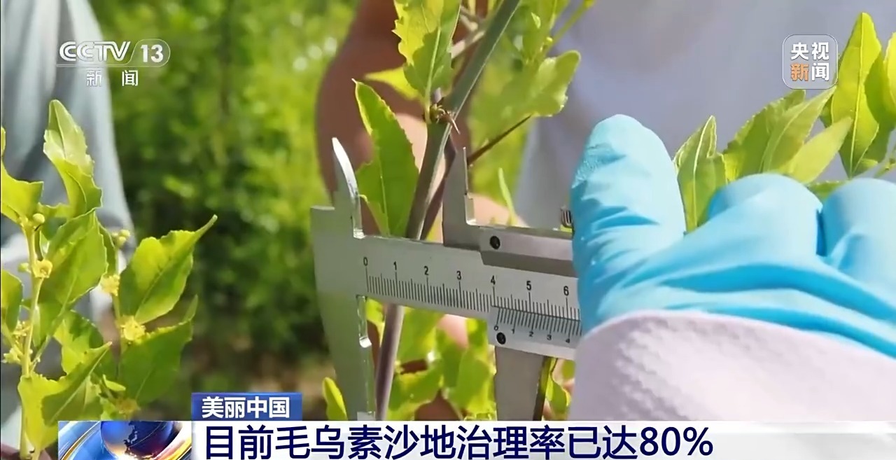 毛乌素沙地治理率已达80% 下一个目标：100%！