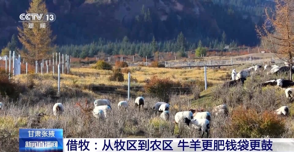 给草原放个假~祁连山20万头牛羊要下山“借牧”啦