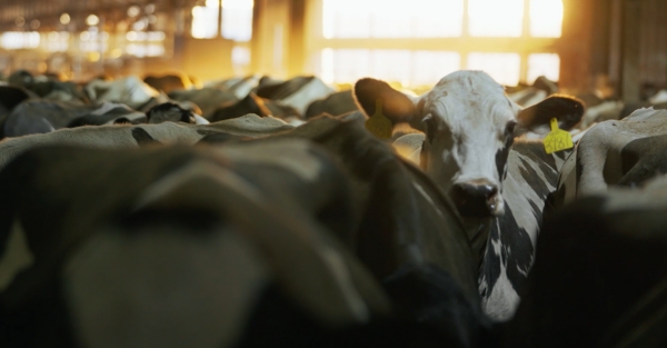 “一键养奶牛”时代到来！揭秘牧场“最强大脑”