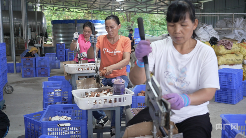 远山的回响丨远山新绿 白沙雨林的“两山”答卷