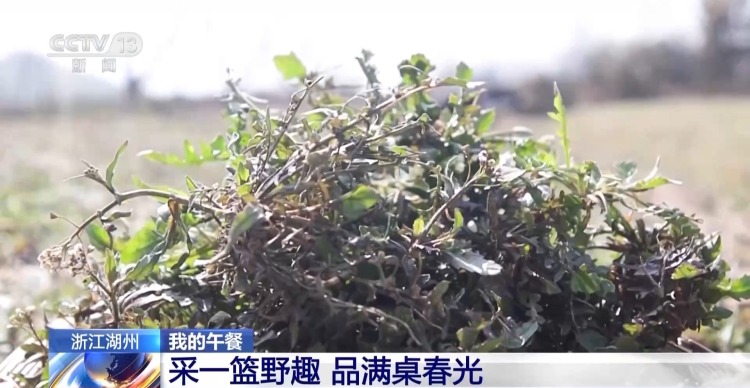 又到春菜上市季 跟着镜头去各地品尝“春味”