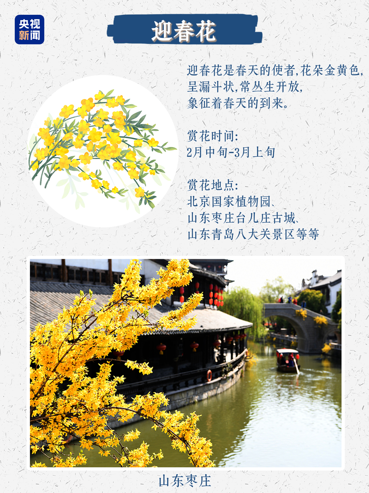 春日限定浪漫！没有什么是这些花不能治愈的