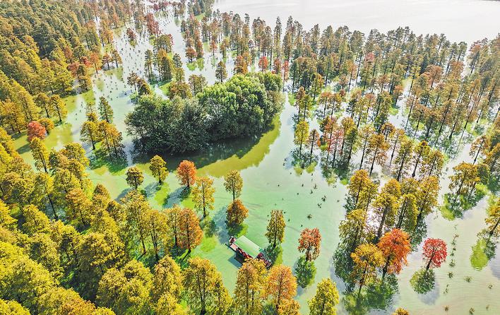 合肥这片池杉，登上央视新闻_fororder_111201