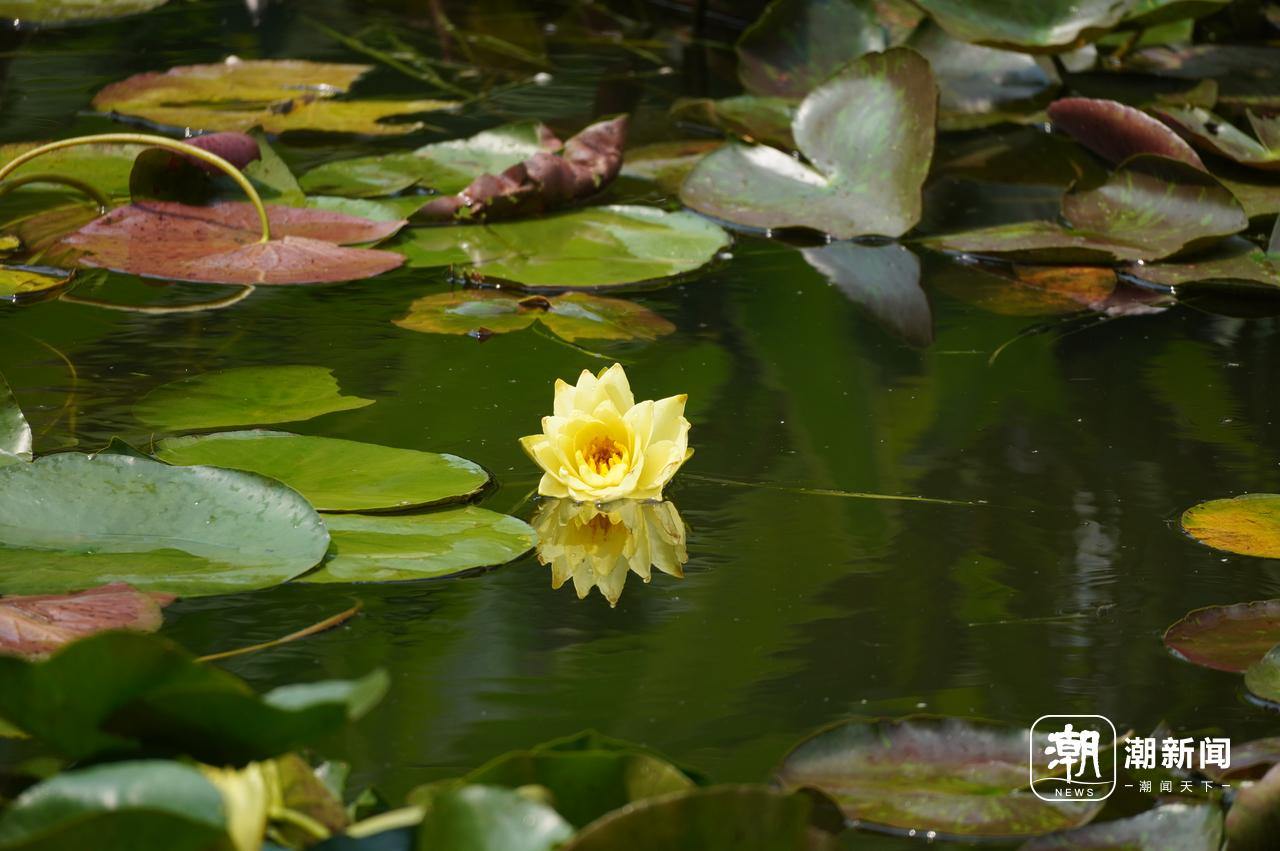 好运“莲莲”！杭州小区池塘的罕见双色睡莲盛开