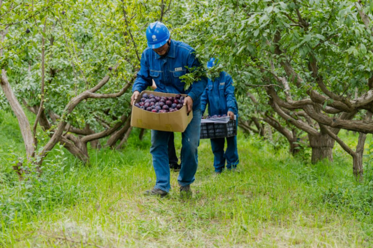 State Grid Zhangye Power Supply Company: Electricity Empowers Plum Industry_fororder_图片5