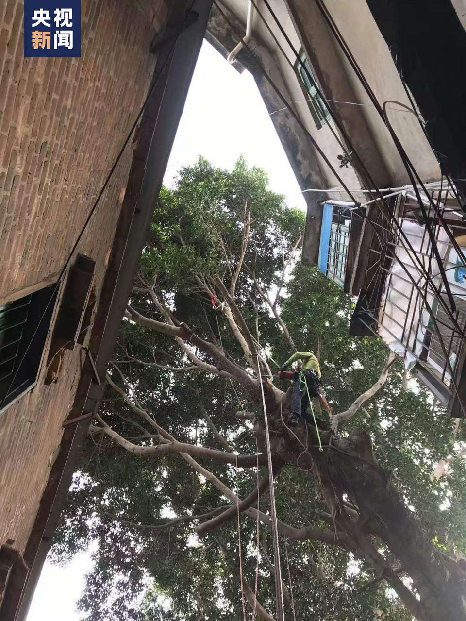 青春华章丨“爬树”也能修学分？这所高校的“攀树课”一课难求！