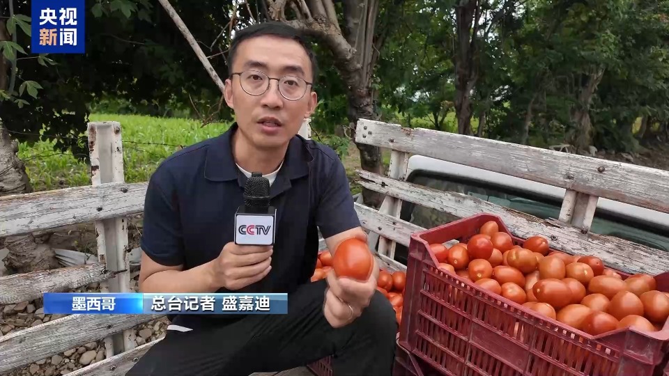 总台记者探访丨美国加征关税 对墨西哥番茄产区影响几何？
