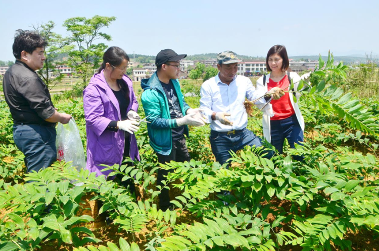 千年药香淬炼新动能——解密邵阳中医药产业全链发展模式_fororder_05a2b35211f9d879b684e9f269879de8