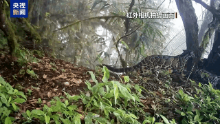 求偶热舞、猛兽撒糖、雨林遛娃……地球频道的动物顶流都在这→