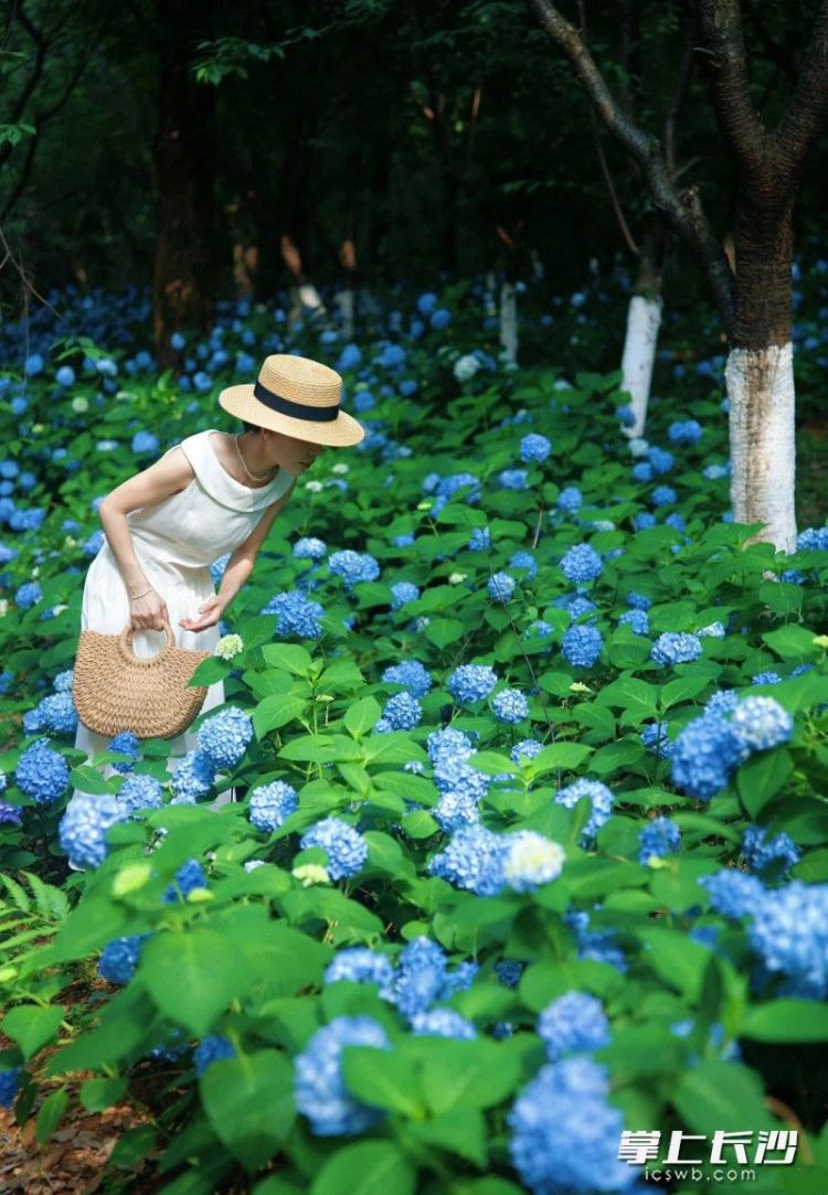 组图｜满园绣球花 等你来打卡_fororder_3