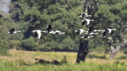 研究显示本世纪末近8000种动物可能面临灭绝风险