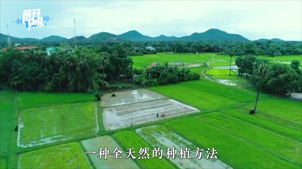 柬埔寨的“稻花香”怎么飘到了中国？