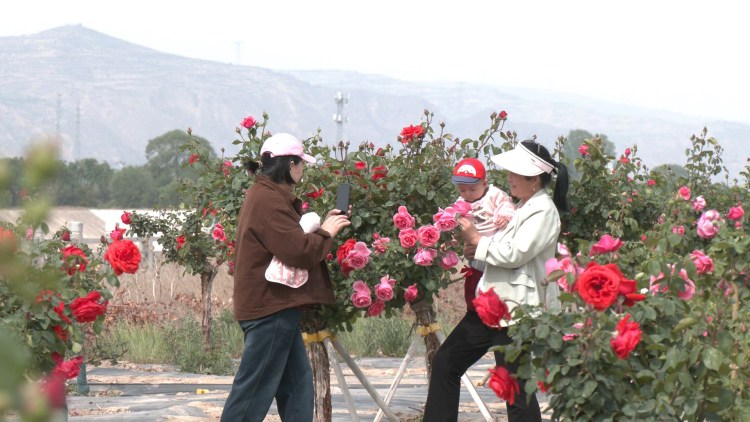 天水甘谷：繁花如海扮靓城市生活 生态绿廊美成“诗和远方”_fororder_游客在月季花前打卡拍照