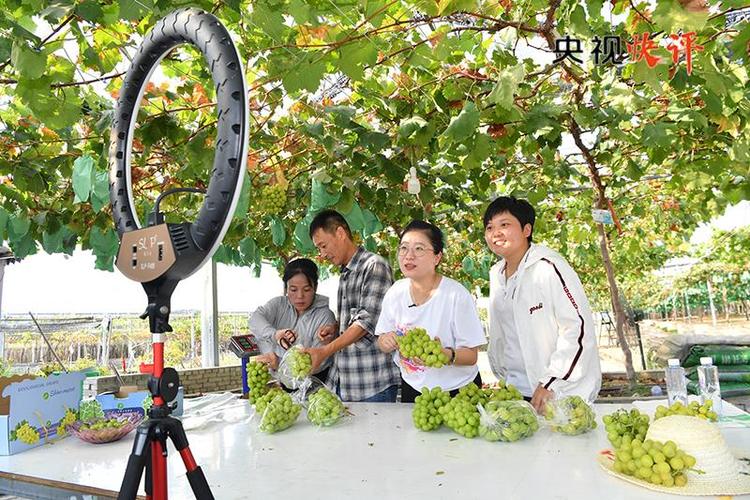 央视快评丨奋力谱写供销合作事业高质量发展新篇章