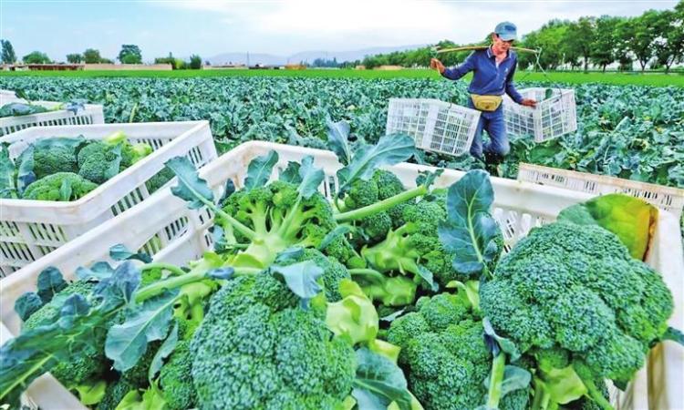 张掖：让绿水青山真正成为金山银山