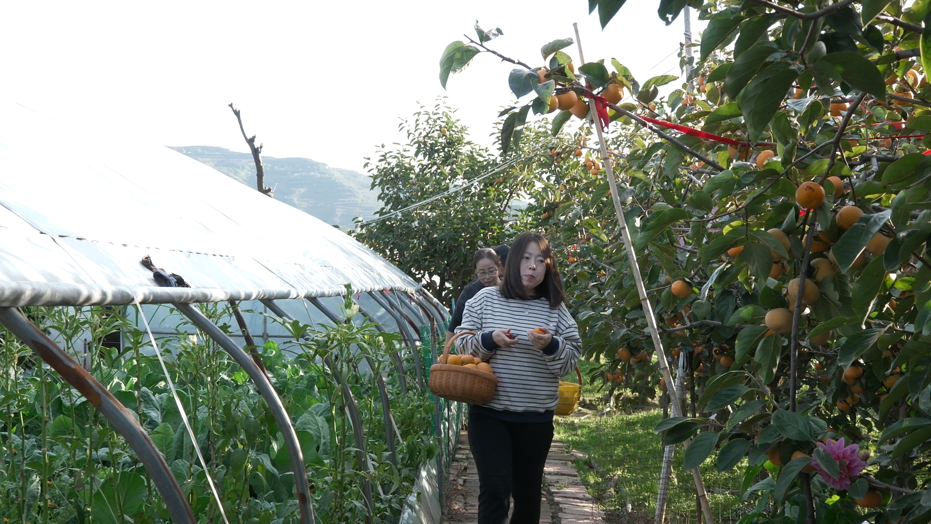 天水甘谷：硕果盈枝晃如灯 “柿”气飘香引客来_fororder_C1337.MP4_snapshot_00.08.438
