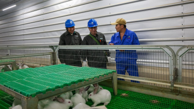 Henan Jiyuan: Sufficient Power Boosts the Thriving Rabbit Industry