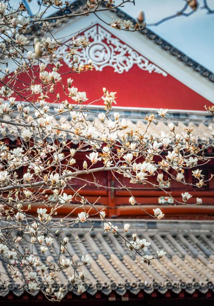 文化中国行·文博日历丨早春玉兰开 一起到全国古迹去追花（附打卡攻略）