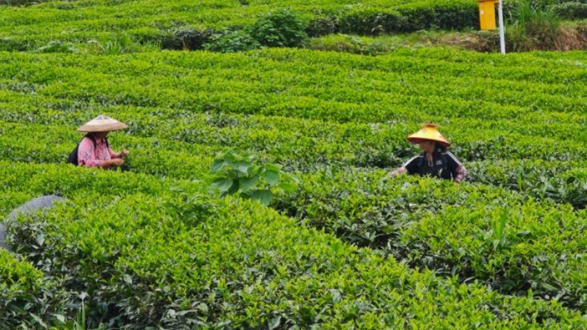 A New Paradigm of “Intelligent Tea Manufacturing”: Guizhou Matcha Aroma Spreads Worldwide