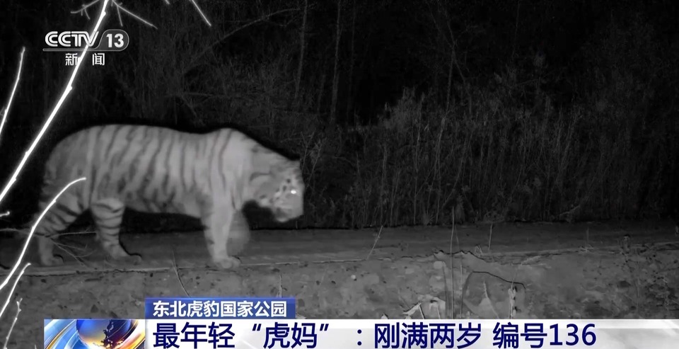 一胎生三只崽 东北虎豹国家公园监测发现最年轻“虎妈”
