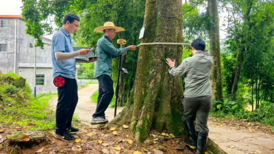 Boluo County, Guangdong, Conducts Regular Health Checks on Ancient Trees to Protect Biodiversity