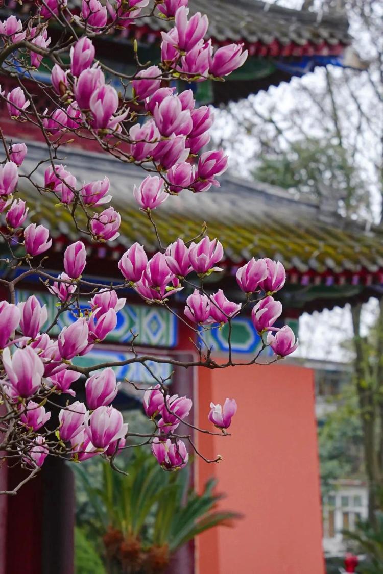 文化中国行·文博日历丨早春玉兰开 一起到全国古迹去追花（附打卡攻略）