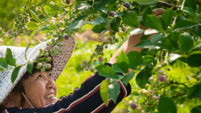 Nanjing's Lixiang Forges New Revitalization Path Through Integrated Agriculture, Culture, and Tourism