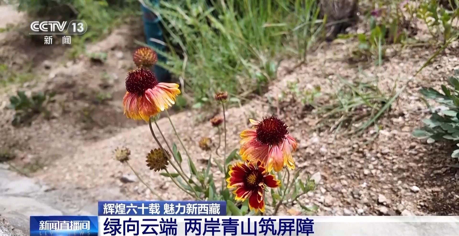 4年栽植苗木1.2亿多株 看拉萨高原如何披“绿装”