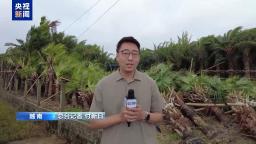 总台现场直击丨台风“韦帕”再次登陆越南 造成大量破坏