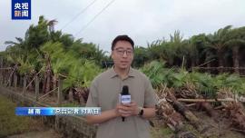 总台现场直击丨台风“韦帕”再次登陆越南 造成大量破坏