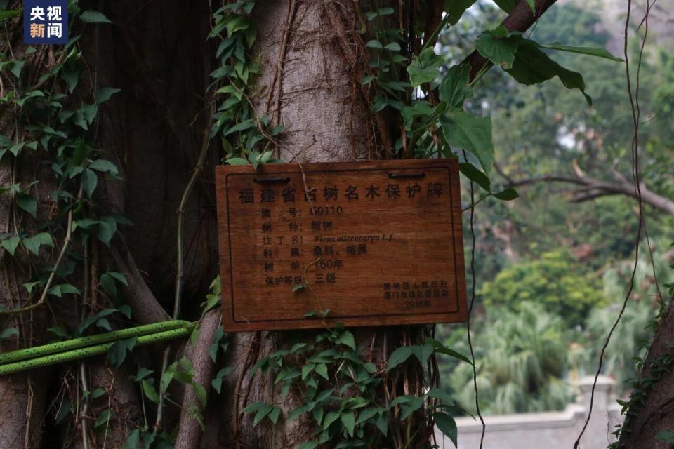 青春华章丨“爬树”也能修学分？这所高校的“攀树课”一课难求！