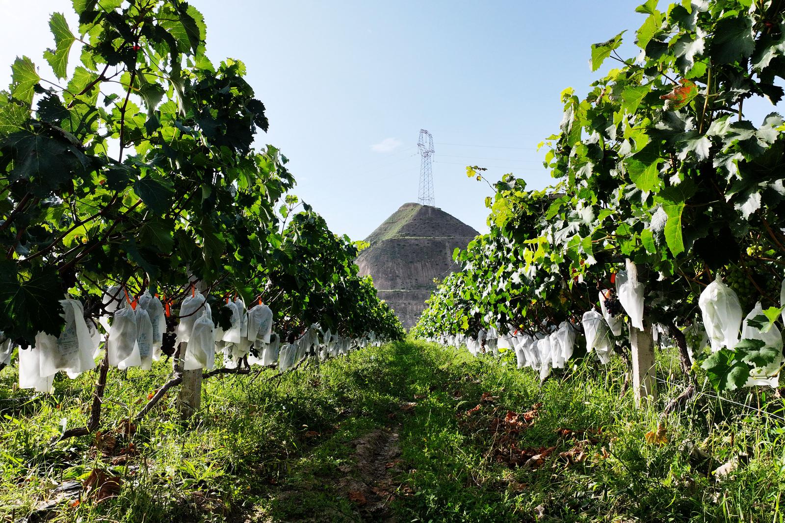 临夏永靖县城北新村：葡萄满枝头 甜蜜迎丰收_fororder_4
