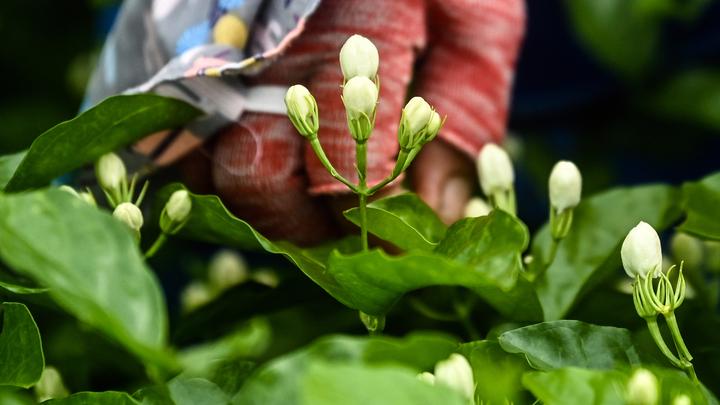 宝藏之城丨这座小城的茉莉花香飘世界