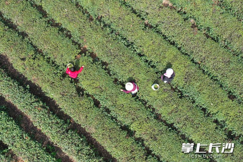 湖南长沙：春茶吐新绿 村民采茶忙_fororder_3