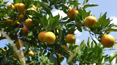 雪峰蜜柑 世界への旅