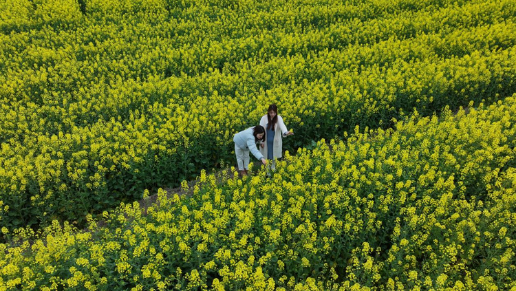 湖南衡山县永和乡七百余亩油菜花绘就烂漫春景_fororder_图片1