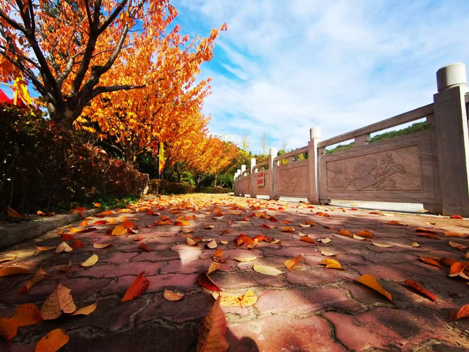 天水清水秋日“美拉德”风拉满_fororder_图片 29_20251106104900_AI看图