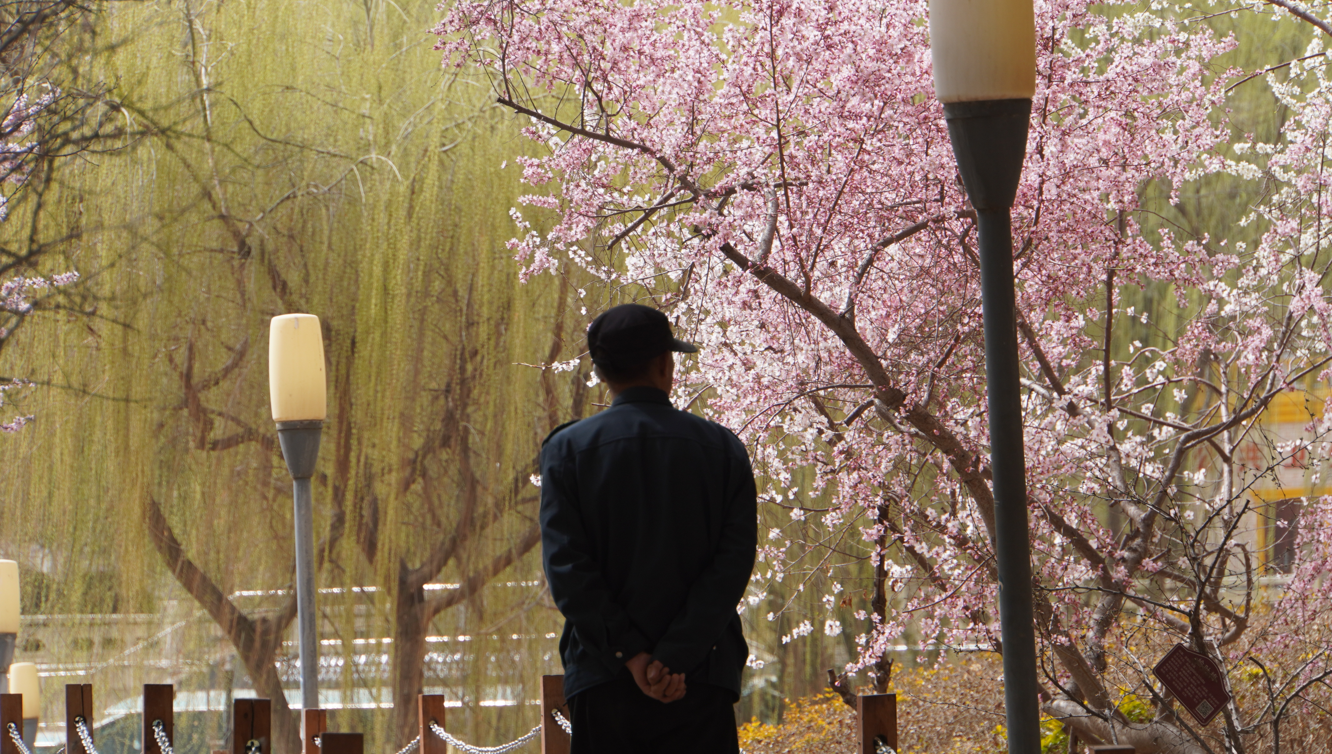 金城春信至 繁花绘盛景_fororder_DSC00836.JPG