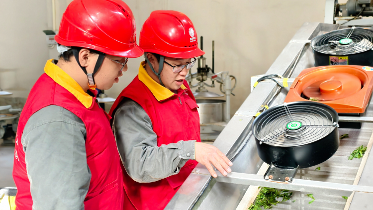 电力护航春茶飘香 湖南隆回茶企生产 “电” 力十足_fororder_图片12