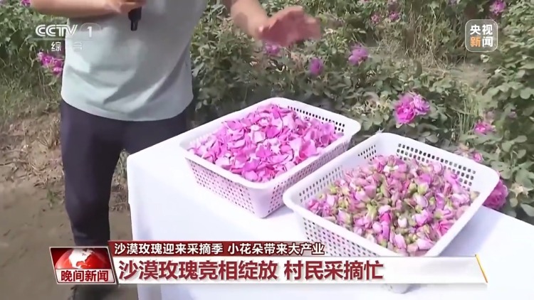 既防风固沙又助农增收 沙漠玫瑰带动多产业发展