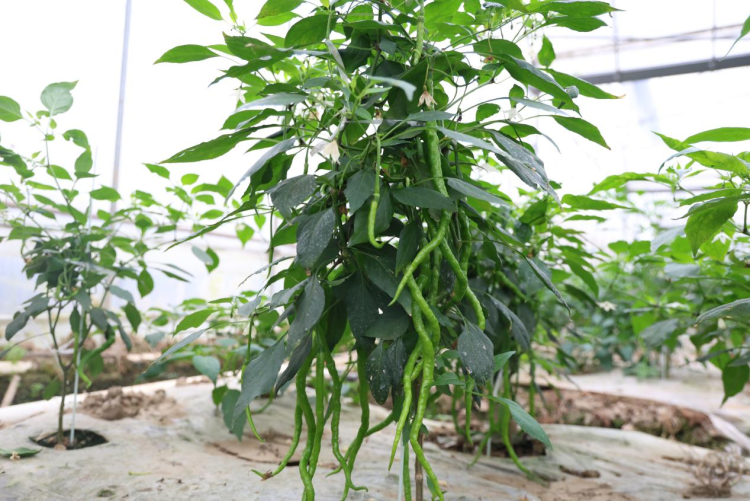 湖南衡山县秋延后辣椒批量上市_fororder_图片2