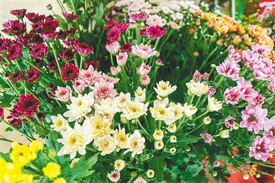 东方鲜切菊4个月出口5000万元