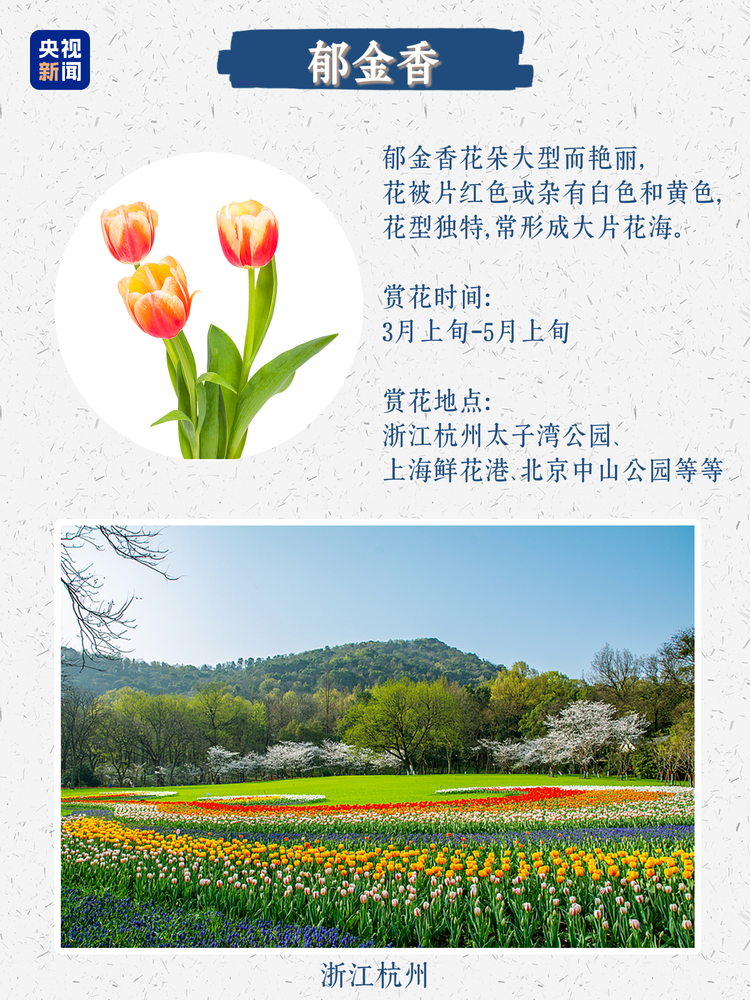 春日限定浪漫！没有什么是这些花不能治愈的