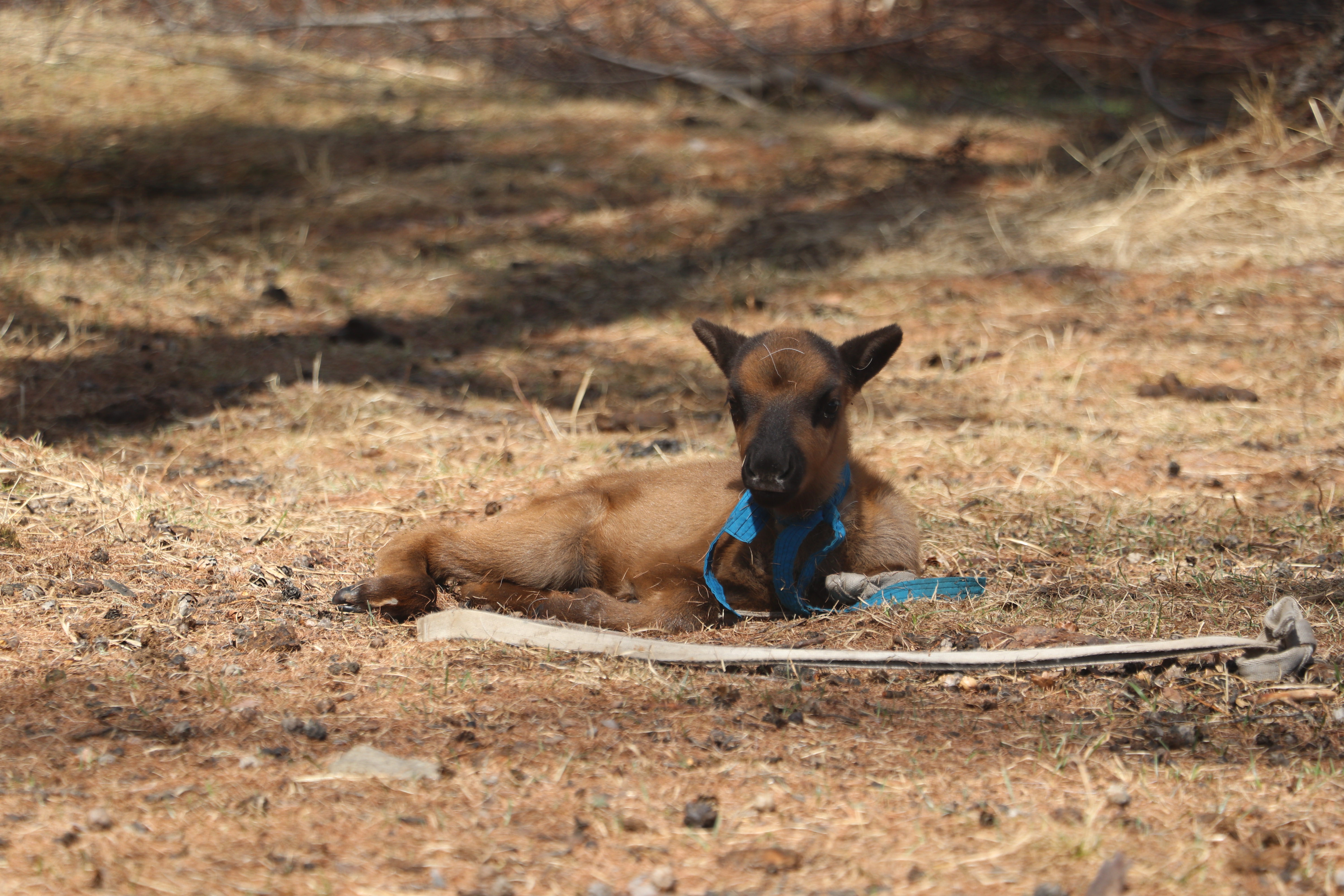 呼伦贝尔根河市迎来驯鹿产仔季_fororder_12