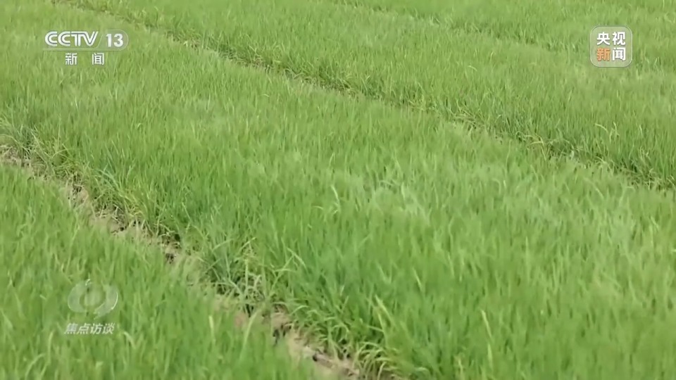 焦点访谈丨良田+良种+良机+良法 来看各地保丰收秘籍