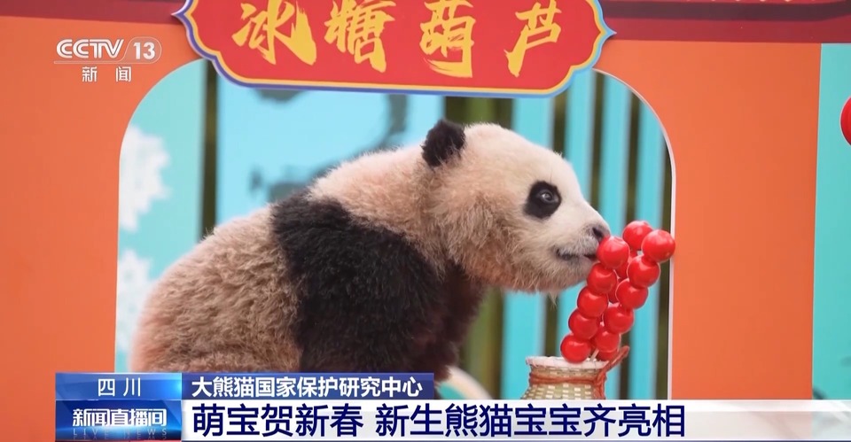 萌宝贺新春 25只新生熊猫宝宝齐亮相