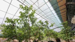 天水秦安：智慧农场“示范果”批量成熟 科技蜜桃实现“四季供给”